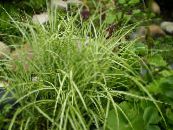 Záhradné rastliny Ostrice dekoratívne a listnaté, Carex fotografie, vlastnosti pestrofarebný