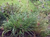 Puutarhakasvit Carex, Sara viljat kuva, ominaisuudet vihreä