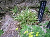 Kerti Növények Carex, Sás gabonafélék fénykép, jellemzők zöld