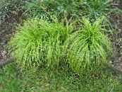 Vrtne Rastline Carex, Šaš žito fotografija, značilnosti zelena