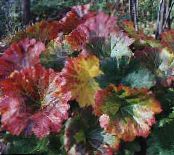 Umbrella Plant, Indian Rhubarb (Peltiphyllum, Darmera) Leafy Ornamentals multicolor, characteristics, photo