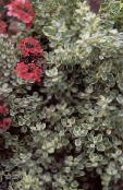 Vrtne Rastline Plectostachys okrasna listnata fotografija, značilnosti zlato