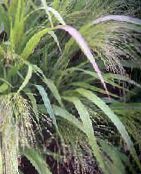 Plantas de Jardim Amo Grama cereais, Eragrostis foto, características luz verde