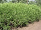 Alsem, Bijvoet (Artemisia) Granen groen, karakteristieken, foto
