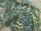 Sodo Augalai Medus Locust, Gleditsia nuotrauka, charakteristikos žalias