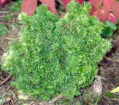 Vrtne Rastline Alberta Smreka, Črna Griči Smreka, Bela Smreka, Kanadski Smreka, Picea glauca fotografija, značilnosti zelena