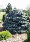 Garden Plants Colorado Blue Spruce, Picea pungens photo, characteristics silvery