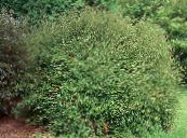Hageplanter Shrubby Kaprifol, Boks Kaprifol, Boxleaf Kaprifol, Lonicera nitida bilde, kjennetegn grønn