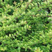 des plantes de jardin Chèvrefeuille Arbustif, Boîte De Chèvrefeuille, Chèvrefeuille Boxleaf, Lonicera nitida photo, les caractéristiques vert