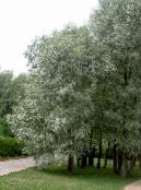 Садові Рослини Верба, Salix фото, характеристика сріблястий