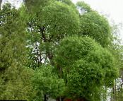 Градински цветя Върба, Salix снимка, характеристики светло-зелен
