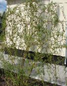 Ogrodowe Rośliny Wierzba, Salix zdjęcie, charakterystyka zielony