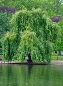 Градински цветя Върба, Salix снимка, характеристики зелен