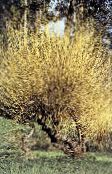Vrtne Biljke Vrba, Salix foto, karakteristike žuta