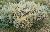 Садові Рослини Верба, Salix фото, характеристика сріблястий