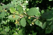 Садові Рослини Кизильник, Cotoneaster фото, характеристика зелений