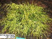 ბაღის მცენარეები Sawara კვიპაროსი, Sawara ცრუ კვიპაროსი, ბულვარის კვიპაროსი, ლურჯი Moss Cypress, Chamaecyparis pisifera ფოტო, მახასიათებლები ყვითელი