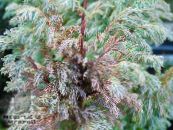 Садові Рослини Кипарисовик Горохоплодний, Chamaecyparis pisifera фото, характеристика сріблястий