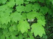 Zahradní rostliny Javor, Acer fotografie, charakteristiky světle-zelená