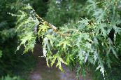 Maple (Acer) silvery, saintréithe, grianghraf