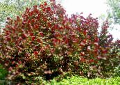 Садовыя Расліны Ляшчына, Corylus фота, характарыстыка бардовы