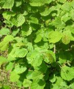 Trädgårdsväxter Hassel, Corylus foto, egenskaper grön
