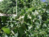 Haveplanter Fælles Kalk, Lindetræ, Basswood, Lindeblomster, Sølv Linden, Tilia foto, egenskaber grøn