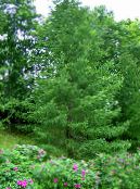 Záhradné rastliny Smrekovec, Larix fotografie, vlastnosti zelená
