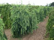 Садові Рослини Модрина, Larix фото, характеристика зелений