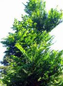 Zahradní rostliny Svítání Sekvoj, Metasequoia fotografie, charakteristiky zelená