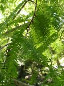 Vrtne Rastline Dawn Redwood, Metasequoia fotografija, značilnosti zelena