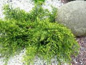 Jeneverbes, Sabina (Juniperus) groen, karakteristieken, foto