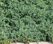 Dārza Augi Kadiķis, Sabina, Juniperus foto, raksturlielumi gaiši zils