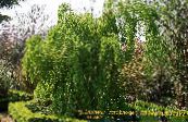 Ogrodowe Rośliny Katsura Drzewo, Cercidiphyllum zdjęcie, charakterystyka zielony