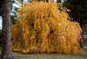 Aiataimed Katsura Puu, Cercidiphyllum foto, omadused kollane