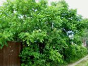 園芸植物 クルミ, Juglans フォト, 特性 緑色