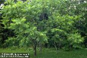 Puutarhakasvit Saksanpähkinä, Juglans kuva, ominaisuudet vihreä