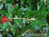 Holly, Siyah Kızılağaç, Amerikan Kutsal (Ilex) yeşil, özellikleri, fotoğraf