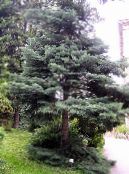 Садовые Растения Пихта, Abies фото, характеристика голубоватый