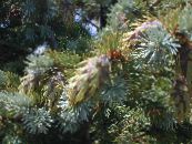 Douglas Spar, Oregon Pine, Rood Spar, Geel Spar, Valse Sparren (Pseudotsuga) zilverachtig, karakteristieken, foto
