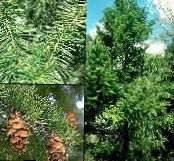 Gartenpflanzen Douglasie, Oregon Pine, Rottanne, Gelb Tanne, Fichte Falsch, Pseudotsuga foto, Merkmale grün