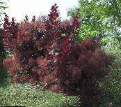 Hageplanter Smoketree, Cotinus bilde, kjennetegn burgunder