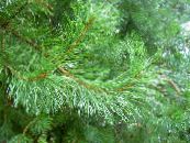 Plantas de jardín Pino, Pinus foto, características verde
