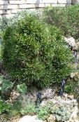 Záhradné rastliny Borovica, Pinus fotografie, vlastnosti tmavo-zelená