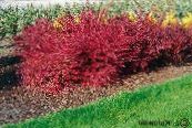 Zahradní rostliny Dřišťál, Japonská Dřišťál, Berberis thunbergii fotografie, charakteristiky červená