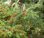 Puutarhakasvit Happomarjapensas, Japanilainen Happomarjapensas, Berberis thunbergii kuva, ominaisuudet vihreä