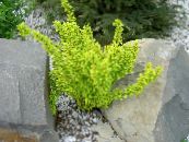 Le piante da giardino Crespino, Crespino Giapponese, Berberis thunbergii foto, caratteristiche giallo