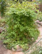 Záhradné rastliny Korunatka, Stephanandra fotografie, vlastnosti zelená