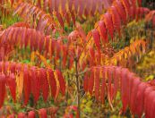 Plante de Gradina Tigru Ochi Sumac, Sumac Staghorn, Catifea Sumac, Rhus typhina fotografie, caracteristici roșu