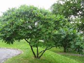 Садовые Растения Сумах пушистый, или оленерогий (Уксусное дерево), Rhus typhina фото, характеристика зеленый